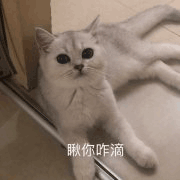 沙雕猫