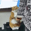 萌宠 猫咪 求求 呆萌 可爱
