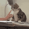 萌宠 猫咪 咬 呆萌 可爱