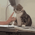 萌宠 猫咪 咬 呆萌 可爱