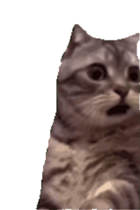 萌宠 猫咪 啊 呆萌 可爱