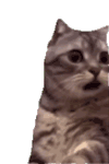 萌宠 猫咪 啊 呆萌 可爱