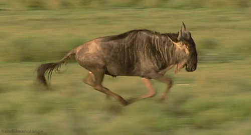 牛奔跑的动态图片图片