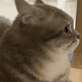 萌宠 猫咪 疑惑 呆萌 可爱