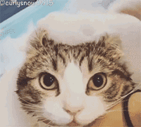 萌宠 猫咪 洗澡 呆萌 可爱