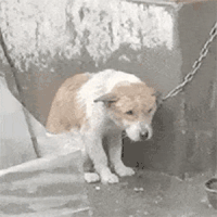 萌宠 狗狗 下雨 呆萌 可爱