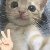萌宠 猫咪 自拍 呆萌 可爱