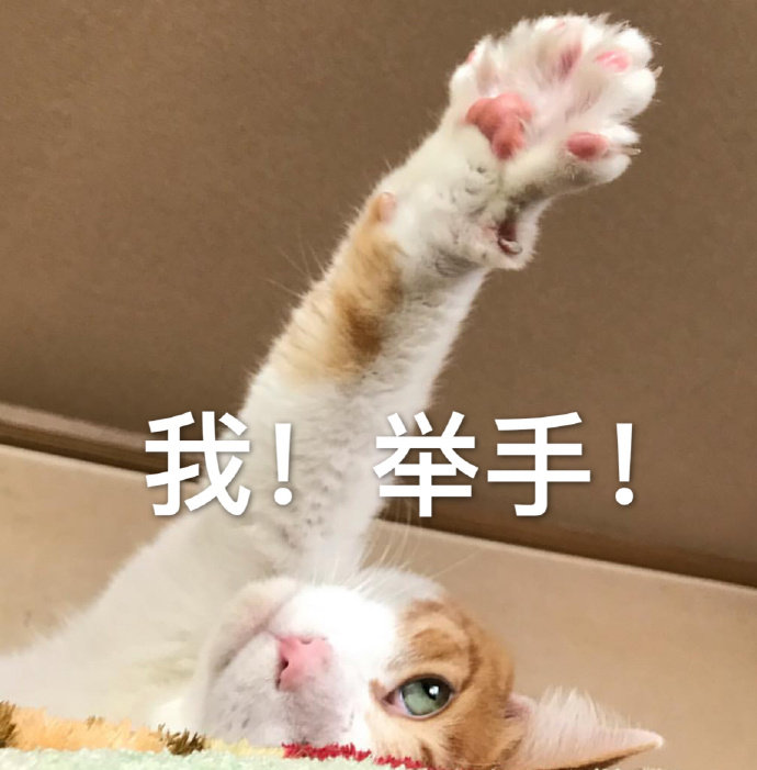 猫咪举手头像图片