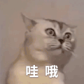 萌宠 猫星人哇哦 惊讶 呆萌 可爱