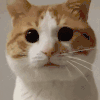 萌宠 猫咪 盯 呆萌 可爱