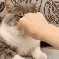 萌宠 猫咪 生气 呆萌 可爱