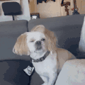 萌宠 狗 呆萌 可爱