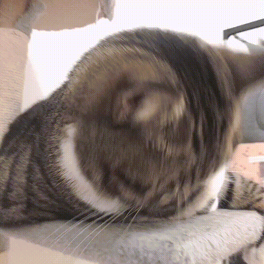 萌宠 猫咪 困 呆萌 可爱