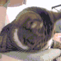 萌宠 猫咪 困 呆萌 可爱