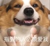 萌宠 汪星人 指到的人必须爱我 警告 搞怪 呆萌