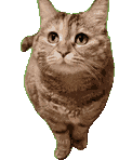 猫咪 猫meme 可爱 搞怪