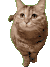 猫咪 猫meme 可爱 搞怪