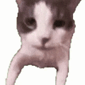 萌宠 猫咪 打你 呆萌 可爱