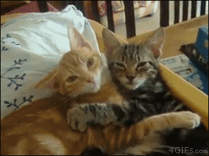 两只猫咪表情包gif图片