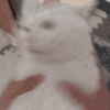 萌宠 猫咪 摇 呆萌 可爱