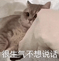 萌宠 猫咪 很生气不想说话 呆萌 可爱