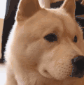 萌宠 狗 看 呆萌 可爱