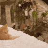 萌宠 猫咪 盯 呆萌 可爱