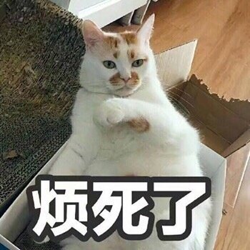 猫猫滚表情包图片