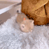 萌宠 猫咪 打滚 呆萌 可爱