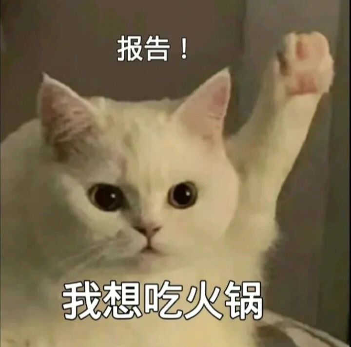 萌宠 猫咪 报告 我想吃火锅 呆萌 可爱