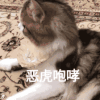 萌宠 猫咪 恶虎咆哮 呆萌 可爱
