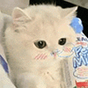 萌宠 猫咪 害羞 呆萌 可爱
