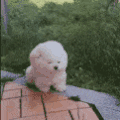 萌宠 狗狗 起风了 呆萌 可爱