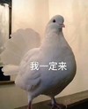 萌宠 鸽子 我一定来 约定 搞怪 呆萌