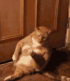 萌宠 猫咪 抓痒 呆萌 可爱