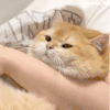 萌宠 猫咪 抱着 呆萌 可爱
