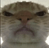 萌宠 猫咪 不开心 呆萌 可爱
