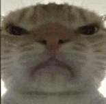 萌宠 猫咪 不开心 呆萌 可爱