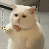 萌宠 猫咪 抽烟 呆萌 可爱