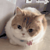 萌宠 猫咪 趴着 呆萌 可爱
