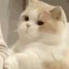 萌宠 猫咪 咬 呆萌 可爱