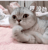 萌宠 猫咪 哼没劲 呆萌 可爱