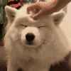 萌宠 狗狗 摸头 呆萌 可爱
