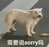 萌宠 狗狗 需要说sorry吗 呆萌 可爱