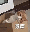萌宠 猫咪 颓废 呆萌 可爱
