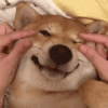 萌宠 狗狗 睁眼 呆萌 可爱