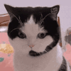 萌宠 猫咪 盯 呆萌 可爱