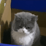 萌宠 猫咪 不开心 呆萌 可爱