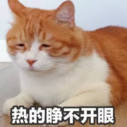 猫咪 热的睁不开眼 喵星人 搞笑 可爱 生无可恋