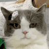 萌宠 猫咪 眨眼 呆萌 可爱